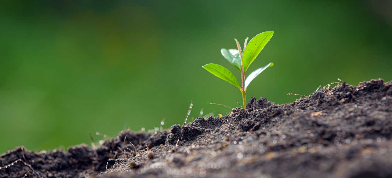 About Perera Plantmate Fertilizer